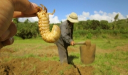 Săn đặc sản tăng sinh lực, kiếm tiền triệu mỗi ngày