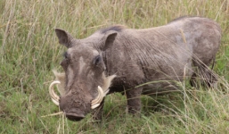 Thợ săn và bị lợn rừng trăm kg cắn chết 