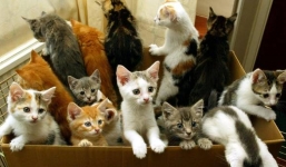 Dân mạng lan truyền ảnh mèo hài hước khi Bỉ tiến hành vây bắt