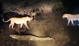 Cá sấu 'khủng' cướp mồi của sư tử, báo và linh cẩu