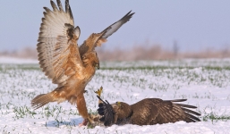 Chim ó hung dữ ra đòn liêp tiếp hạ gục đồng loại trong trận chiến giành mồi