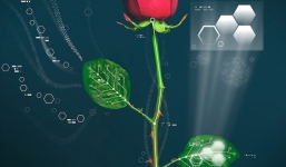Tạo ra hoa hồng điện tử đầu tiên trên thế giới