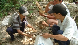 Phu rừng chia nhau chục tỷ/người sau khi trúng tạ kỳ nam