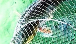 Bắt được cá Sủ vàng quý hiểm ở Quảng Bình