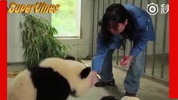 Video: Gấu trúc được “bảo mẫu” lau tay siêu đáng yêu 