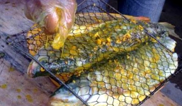 Nhà giàu Hà thành “khát” đặc sản cá Bỗng sông Gấm