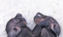 Video: Cặp lợn song sinh dính liền thân hiếm gặp