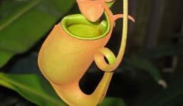 Những loài cây đặc biệt, có thể cử động như sinh vật sống