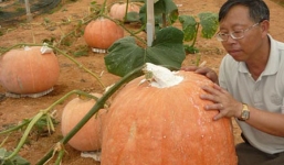 Bí ngô “khủng” to như cái ô, giá 2 triệu/quả ở Lâm Đồng