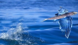 Cá chuồn bay trên không trung thoát khỏi hàm cá nục heo ngoạn mục