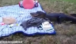 Video: Cá sấu bất ngờ bò lên bờ, vồ thức ăn của sinh viên 