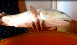 Cận cảnh cá Sủ vàng tiền tỷ ở Quảng Bình