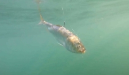 Chiếc gậy 'thần kỳ' giúp cá chết bơi trong nước