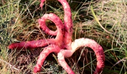 Clip: Nấm bạch tuộc mọc ra từ trứng