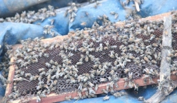 Xe tải bị lật, gần 2 triệu con ong bay ra bu quanh