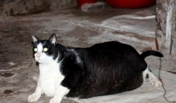 Tin gia đình đời sống sức khỏe mới nhất ngày 26/11