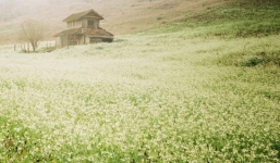 Mộc Châu lung linh, mờ ảo mùa hoa cải trắng