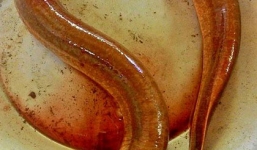 Tin tức thời sự 24h mới nhất trong ngày 27/11