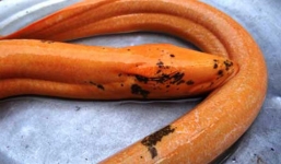 Bắt được lươn vàng 'khổng lồ' ở Cà Mau