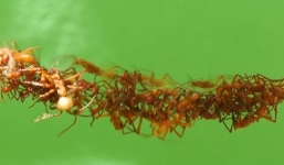 Cận cảnh kiến xây cầu vận chuyển thức ăn cực thông minh