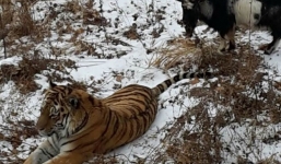 Con hổ sợ hãi khi đối mặt với con mồi trong chuồng