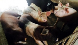 Lợn giun quế 10 triệu/con chuẩn bị Tết 2016