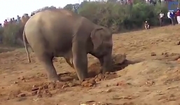 Xúc động cảnh voi mẹ “vật vã” giải cứu voi con bị rơi xuống hố