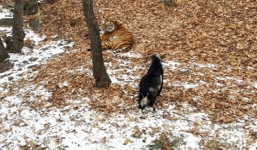 Dê trừng mắt thuần phục hổ Amur, chiếm luôn chỗ ở