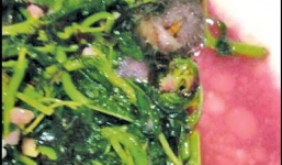 Thực khách tá hỏa vì thức ăn đầy chuột chết tại nhà hàng