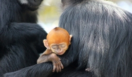 Khoảnh khắc voọc má trắng lông cam quý hiếm nhất thế giới 'làm nũng' bên mẹ