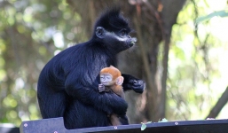 Khoảnh khắc voọc má trắng lông cam quý hiếm nhất thế giới 'làm nũng' bên mẹ