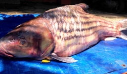 Bắt được cá trà sóc khổng lồ nặng 60kg trên sông Mê Kông