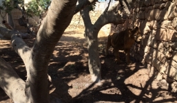 Bé trai 3 tuổi bị hổ tát biến dạng mặt