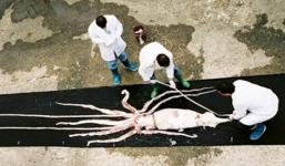 Cận cảnh mực khủng dài gần 10m ở Tây Ban Nha