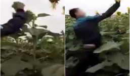 Clip 2 thanh niên vừa nhảy vừa 'chém' hoa hướng dương gây phẫn nộ