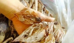 Mực siêu rẻ giá chỉ 2.000 đồng/con