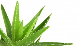 Những đối tượng tuyệt đối không dùng nha đam