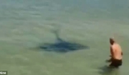 Thót tim với cảnh cá đuối gai độc đuổi theo người