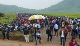 Video: Hàng ngàn người chen chân ngắm đồng hoa hướng dương ở Nghệ An