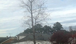 Bé trai 6 tuổi mắc kẹt trên ngọn cây cao 20m được giải cứu 