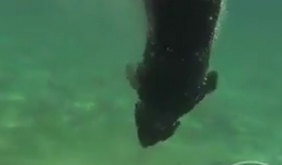 Clip: Chó lặn biển bắt gọn tôm hùm trong vài giây