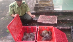 Gần 1 tạ động vật hoang dã được giải thoát trên đường đến nhà hàng