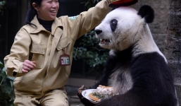 Gấu trúc lớn tuổi thứ 2 thế giới tổ chức sinh nhật lần thứ 35