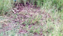 Phát hiện thi thể thai nhi được chôn lấp bên vệ đường