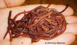 Giun quế - từ thức ăn gia súc lên mâm cơm gia đình