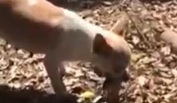 Khoảnh khắc chó mẹ tìm nơi đào mộ chôn chó con xúc động