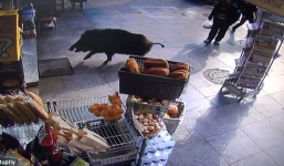 Video: Lợn rừng đuổi người, gây náo loạn đường phố