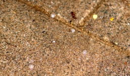 Xuất hiện mưa đá bất thường ở Bình Dương