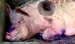 Phát hiện hơn trăm con heo bị lở mồm long móng tại cơ sở giết mổ