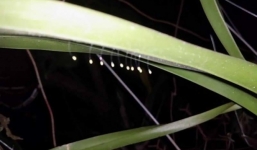 'Hoa Ưu Đàm 3.000 năm nở một lần' ở Lâm Đồng được trả giá 300 triệu